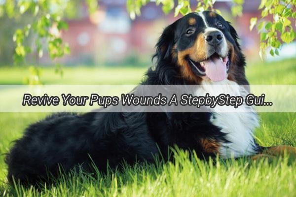 Revive Your Pups Wounds A StepbyStep Guide to Using Pet Healing Ointment